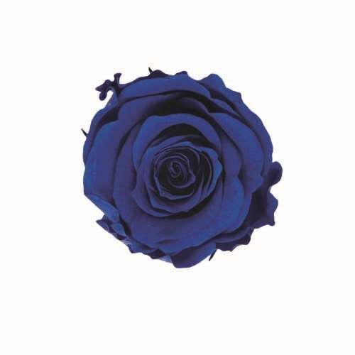 FL041-12 Grand Blue｜2-3cm 18輪｜Florever