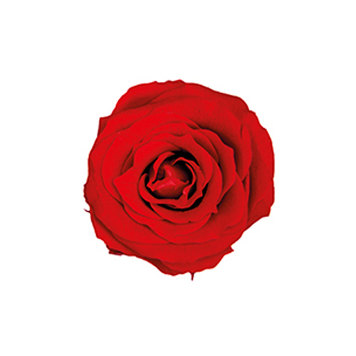 FL041-05 Cherry Red｜2-3cm 18輪｜Florever