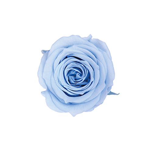 FL041-13 Powder Blue｜2-3cm 18輪｜Florever