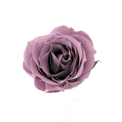 FL041-14 Lavender｜2-3cm 18輪｜Florever