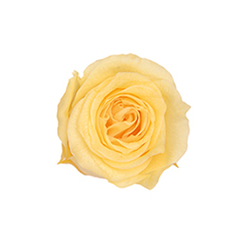 FL041-15 Soft Yellow｜2-3cm 18輪｜Florever