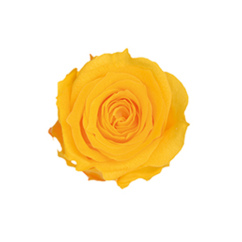 FL041-17 Golden Yellow｜2-3cm 18輪｜Florever