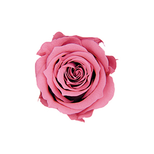 FL041-20 Cherry Blossom｜2-3cm 18輪｜Florever