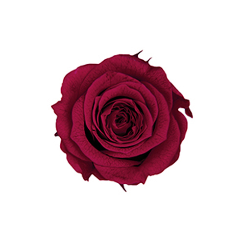 FL041-37 Cardinal｜2-3cm 18輪｜Florever
