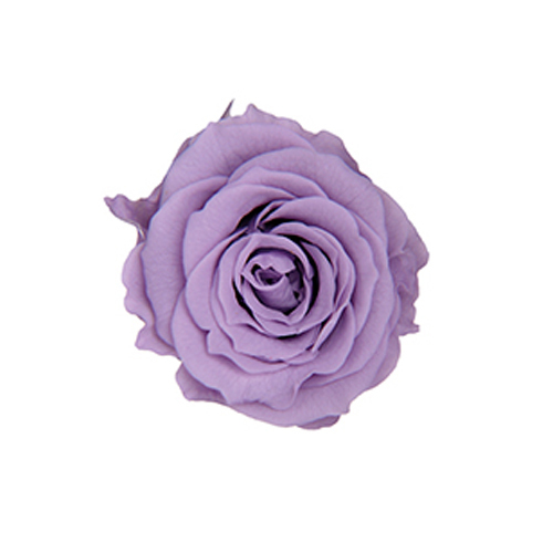 FL041-43 Soft Lilac｜2-3cm 18輪｜Florever