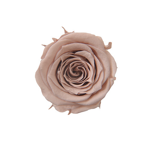 FL041-44 Hazelnut｜2-3cm 18輪｜Florever