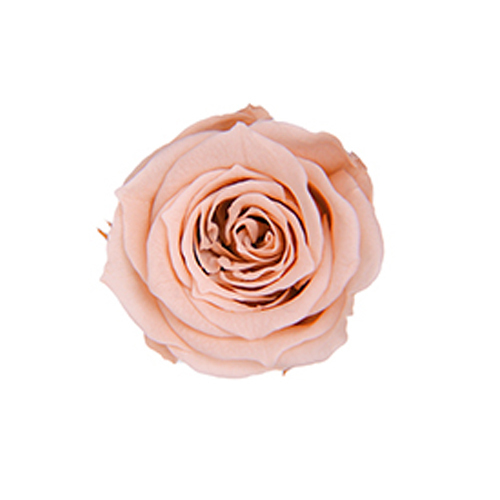 FL041-55 Nude Pink｜2-3cm 18輪｜Florever