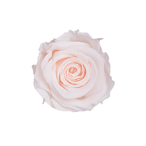 FL041-46 Panna Cotta｜2-3cm 18輪｜Florever