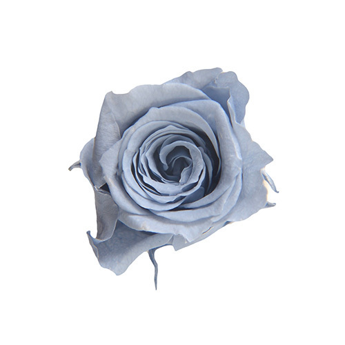 FL041-56 Cotton Blue｜2-3cm 18輪｜Florever