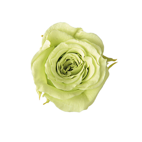 FL041-64 Citrus Green｜2-3cm 18輪｜Florever