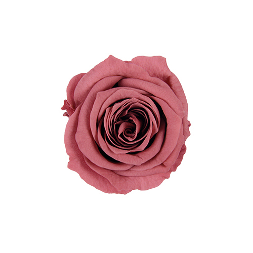 FL041-73 Smoky Pink｜2-3cm 18輪｜Florever