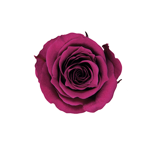 FL041-74 Wild Cherry｜2-3cm 18輪｜Florever