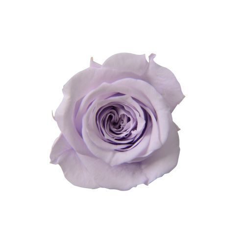 FL041-81 Lavender Fizz｜2-3cm 18輪｜Florever