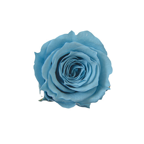 FL041-91 Horizon Blue｜2-3cm 18輪｜Florever