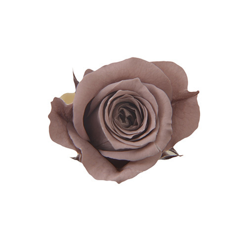 FL041-401 Brown Gray｜2-3cm 18輪｜Florever