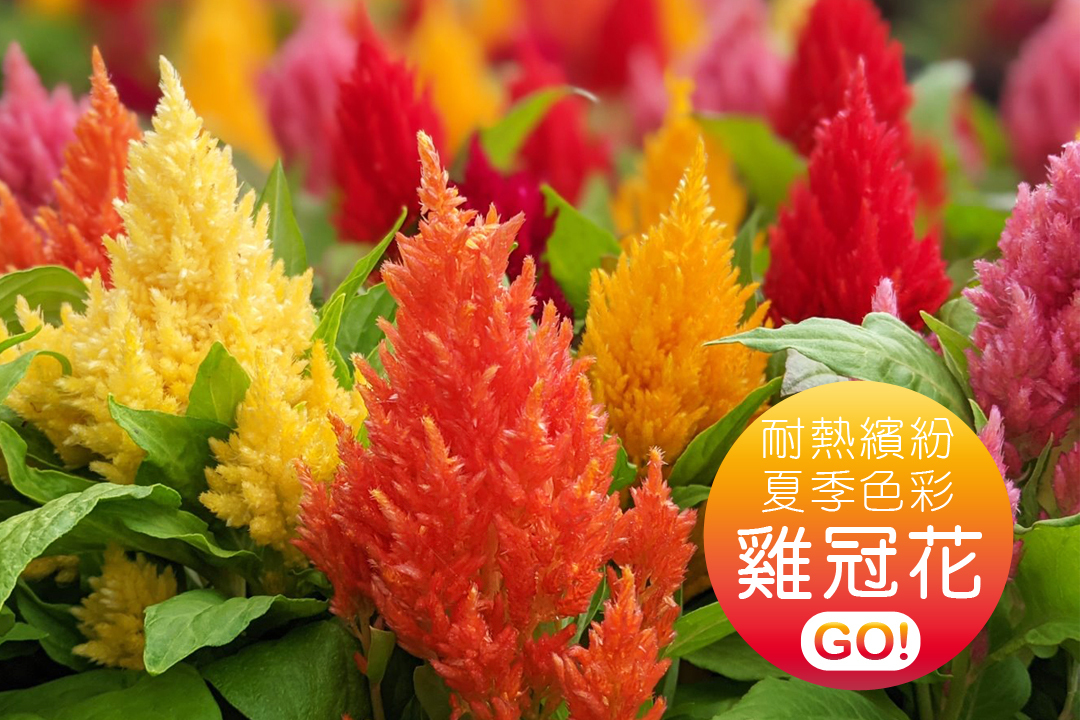 「雞冠花」耐熱繽紛的夏季色彩