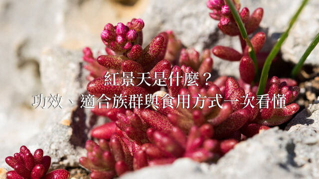 紅景天