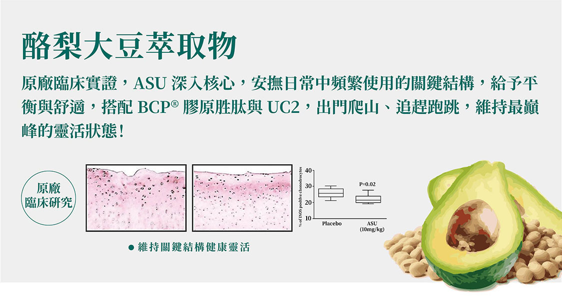 原場實驗證明,有效降低軟骨表面細胞的iNOS,達到良好的抗發炎,保護軟骨停止磨損
