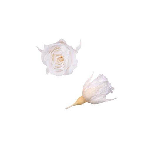 FL060-01 Pearl White｜1.4-2cm 20輪｜Florever