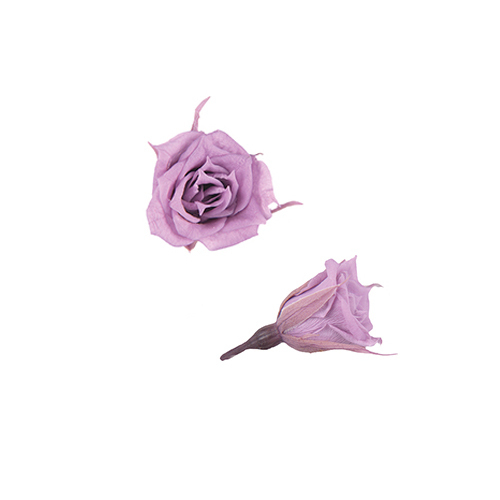 FL060-14 Lavender｜1.4-2cm 20輪｜Florever