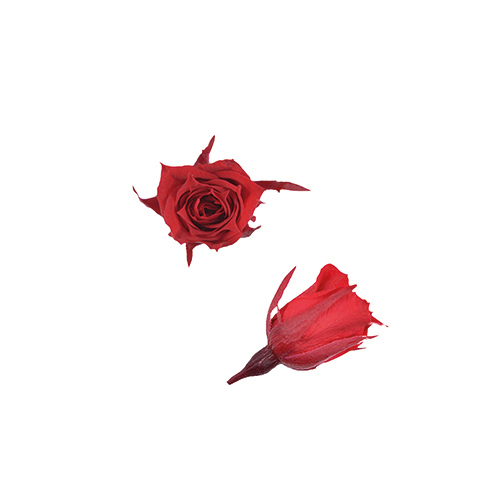 FL060-05 Cherry Red｜1.4-2cm 20輪｜Florever