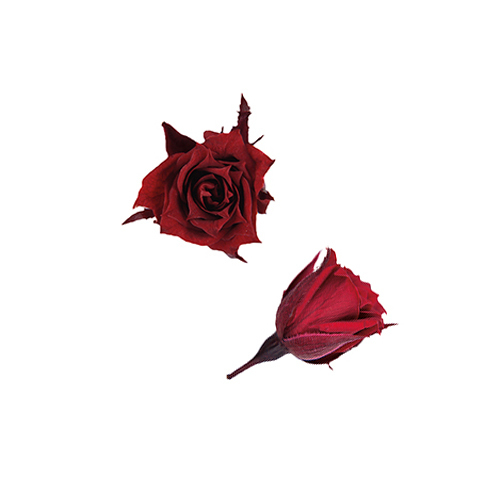 FL060-10 Wine｜1.4-2cm 20輪｜Florever