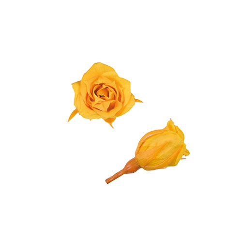 FL060-17 Golden Yellow｜1.4-2cm 20輪｜Florever