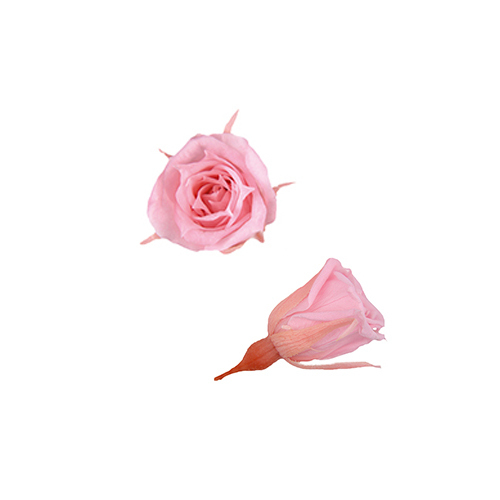FL060-07 Baby Pink｜1.4-2cm 20輪｜Florever