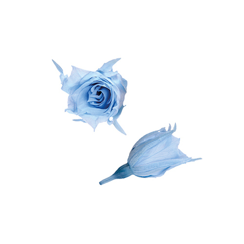 FL060-13 Powder Blue｜1.4-2cm 20輪｜Florever