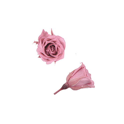 FL060-20 Cherry Blossom｜1.4-2cm 20輪｜Florever