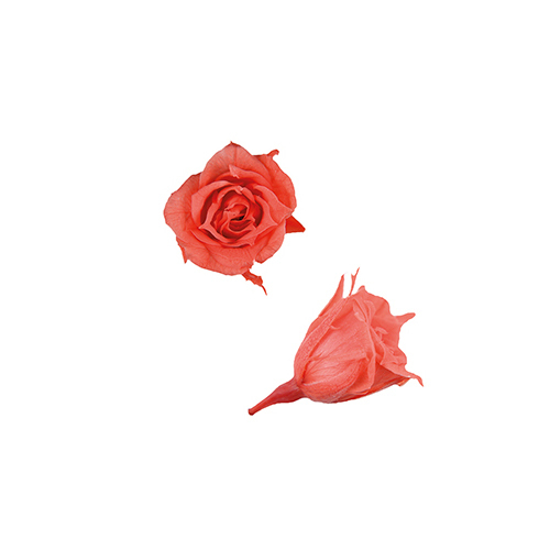 FL060-85 Flamingo Orange｜1.4-2cm 20輪｜Florever