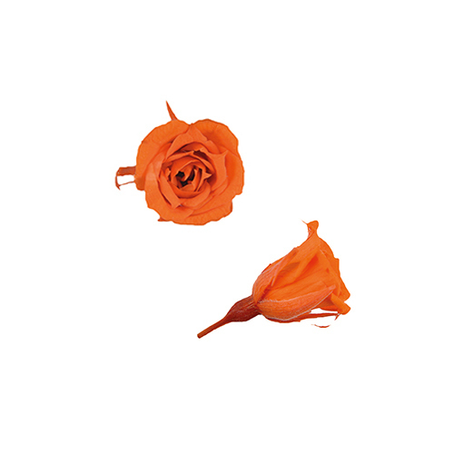 FL060-29 Tangerine Orange｜1.4-2cm 20輪｜Florever