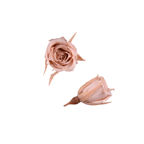 FL060-55 Nude Pink｜1.4-2cm 20輪｜Florever