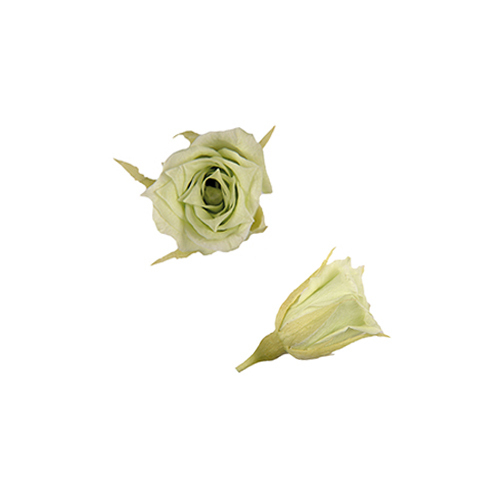 FL060-64 Citrus Green｜1.4-2cm 20輪｜Florever