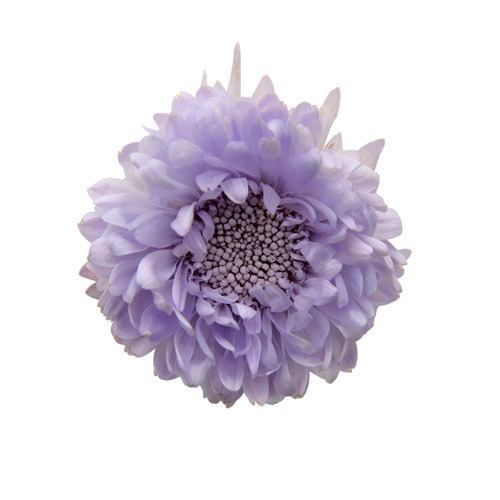 FL440-43 Soft Lilac｜紫苑花 3.5-4.5cm 6輪｜Florever