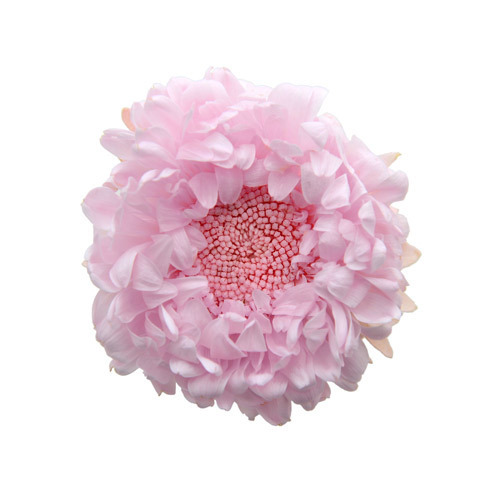 FL440-07 Baby Pink｜紫苑花 3.5-4.5cm 6輪｜Florever