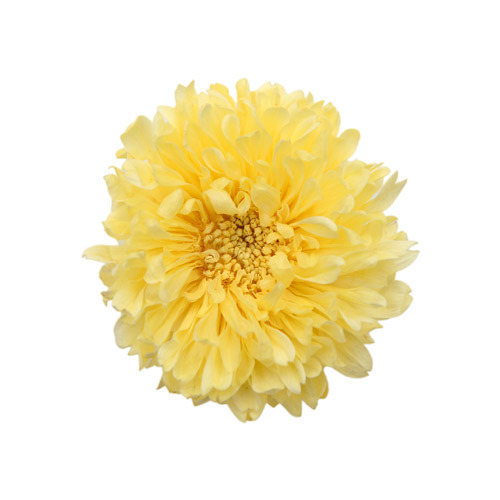 FL440-02 Yellow｜紫苑花 3.5-4.5cm 6輪｜Florever