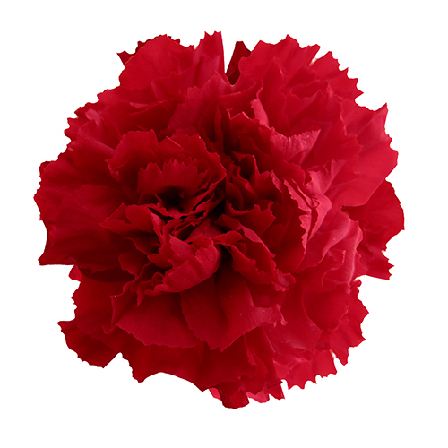 FL1100-05 Cherry Red｜康乃馨 5cm 6輪｜Florever