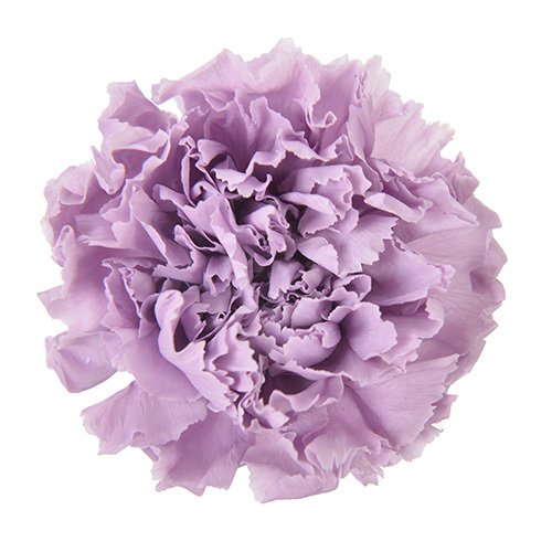 FL1100-43 Soft Lilac｜康乃馨 5cm 6輪｜Florever