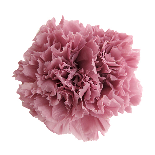 FL1100-20 Cherry Blossom｜康乃馨 5cm 6輪｜Florever