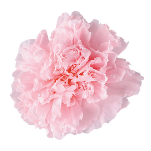 FL1100-30 Milky Pink｜康乃馨 5cm 6輪｜Florever