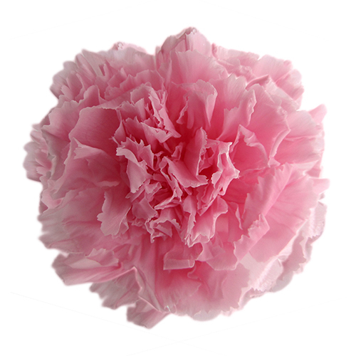 FL1100-07 Baby Pink｜康乃馨 5cm 6輪｜Florever