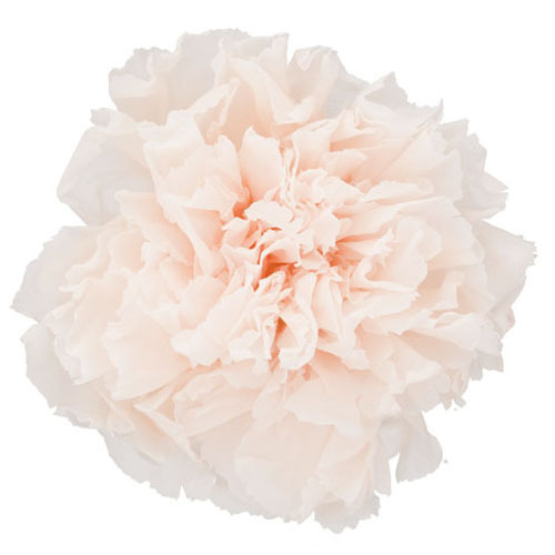 FL1100-46 Panna Cotta｜康乃馨 5cm 6輪｜Florever