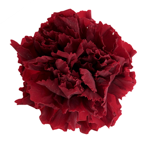 FL1100-10 Wine｜康乃馨 5cm 6輪｜Florever