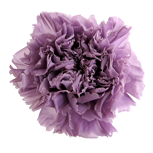 FL1100-14 Lavender｜康乃馨 5cm 6輪｜Florever