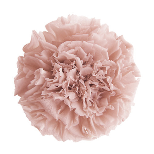 FL1100-55 Nude Pink｜康乃馨 5cm 6輪｜Florever