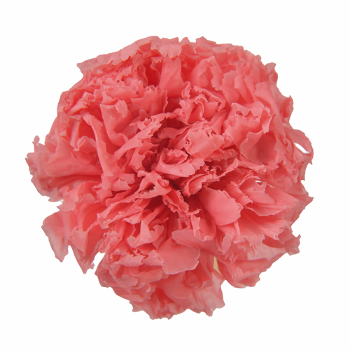 FL1100-65 Pink Opal｜康乃馨 5cm 6輪｜Florever