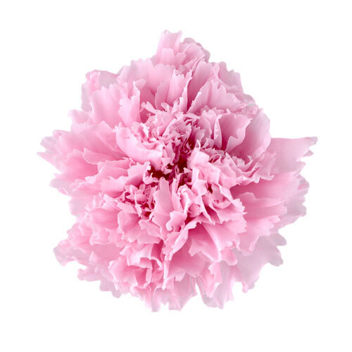 FL1100-61 Lavender Pink｜康乃馨 5cm 6輪｜Florever