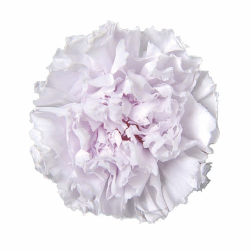 FL1100-81 Lavender Fizz｜康乃馨 5cm 6輪｜Florever