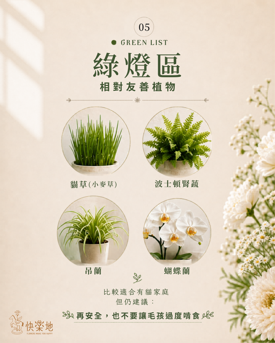 適合養貓家庭參考的綠燈區植物